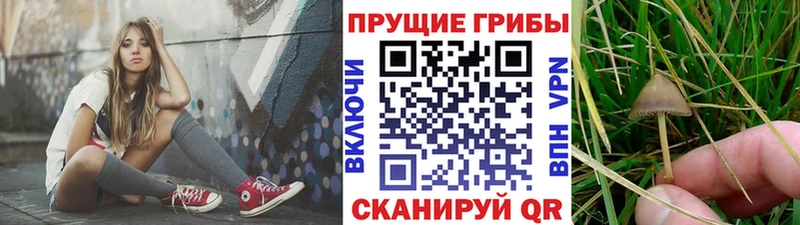 Псилоцибиновые грибы прущие грибы  blacksprut маркетплейс  Горячий Ключ 